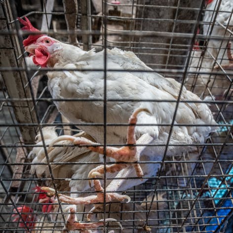 Kurczak w ciasnej klatce, Tajwan, 2019, Jo-Anne McArthur